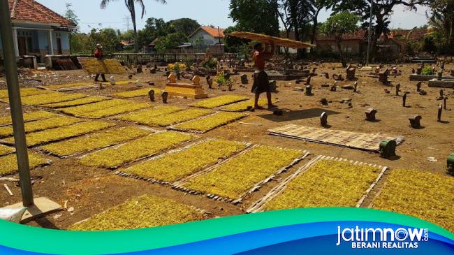 Harga Tembakau Di Probolinggo Melonjak Petani Untung Besar