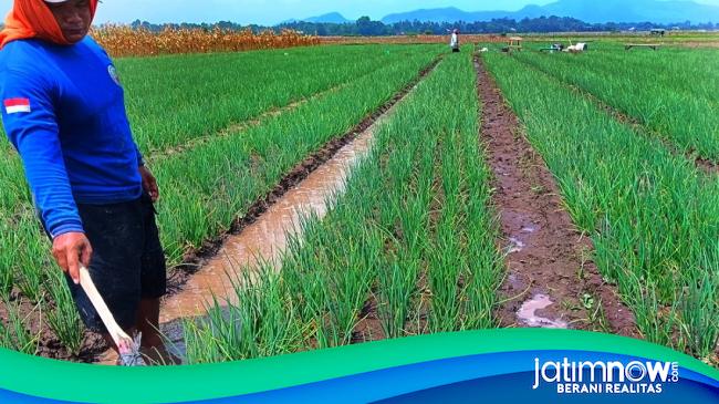 Kiat Petani Bawang Merah Di Jember Atasi Serangan Hama Saat Musim Hujan