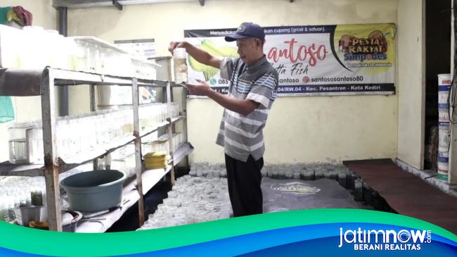 Suhu Kediri Terlalu Dingin Peternak Ikan Cupang Di Kampung Betta Gagal