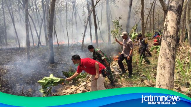 Tiga Hektare Lahan Hutan Jati Di Blitar Terbakar