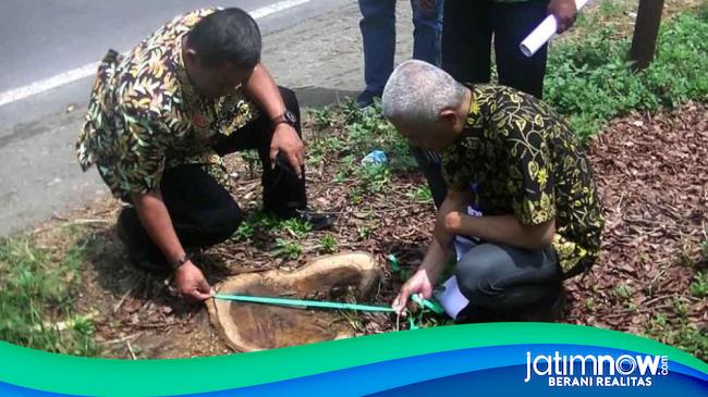 Pembalakan Kayu Sonokeling Di Trenggalek Tulungagung Terus Bertambah