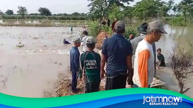 Tanggul Sungai Jebol, Sawah Dan Permukiman Warga Lamongan Kebanjiran