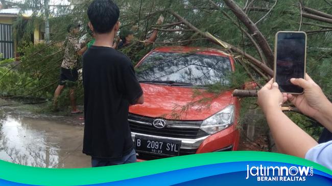 Pohon Cemara Tumbang Timpa Mobil Akibat Hujan Angin Di Pamekasan