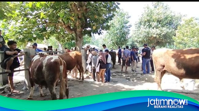 Harga Hewan Kurban Di Pacitan Mulai Merangkak Naik Jelang Idul Adha