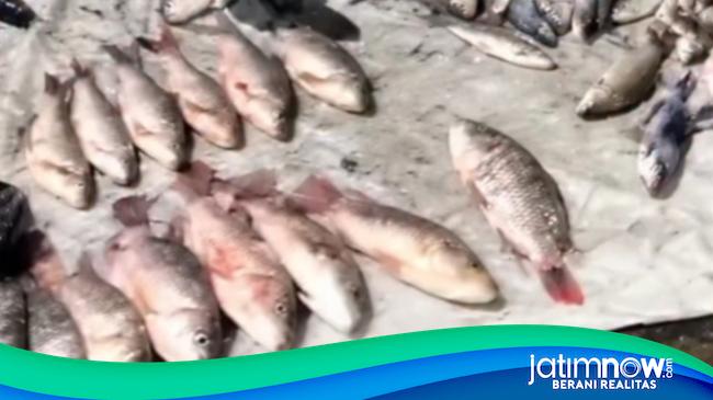 Warga Diminta Tak Mengkonsusmsi Ikan Mabuk di Sungai Jagir