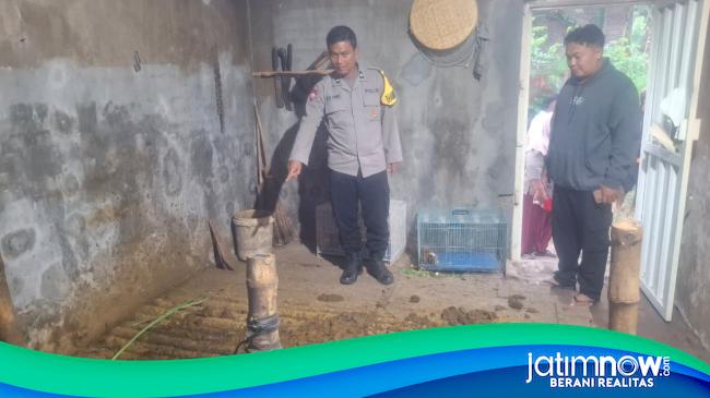 Kandang Disatroni Maling, Dua Ekor Sapi Milik Warga Probolinggo Raib