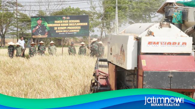 Kodim Lamongan Panen Raya Padi Varietas PMJ 02, Jadi Contoh Pertanian Lokal