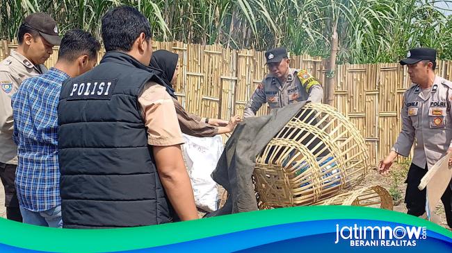 Polsek Kandat Gerebek Lokasi Sabung Ayam di Desa Ringinsari, Diduga Bocor