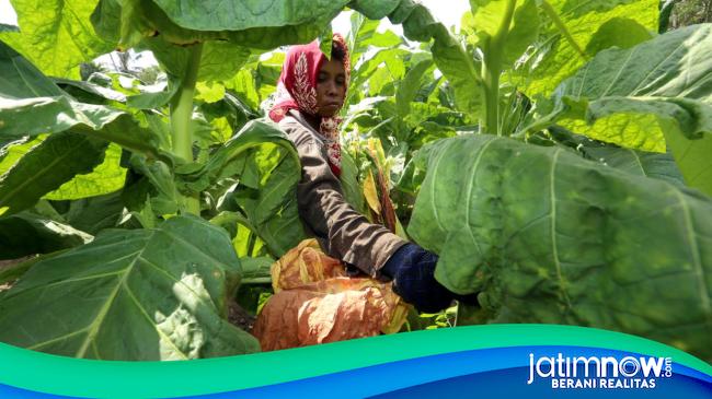 PMII Jatim Sentil Ketimpangan Tata Niaga dan Cukai Tembakau