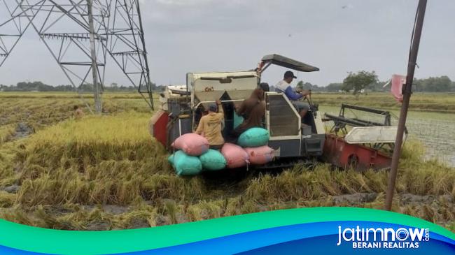 Pengadaan Beras Bulog Tembus 4 Juta Ton, Kediri Terus Serap Hasil Panen
