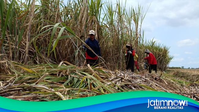 Musim Kemarau, Harga Tebu di Tulungagung Mengalami Kenaikan