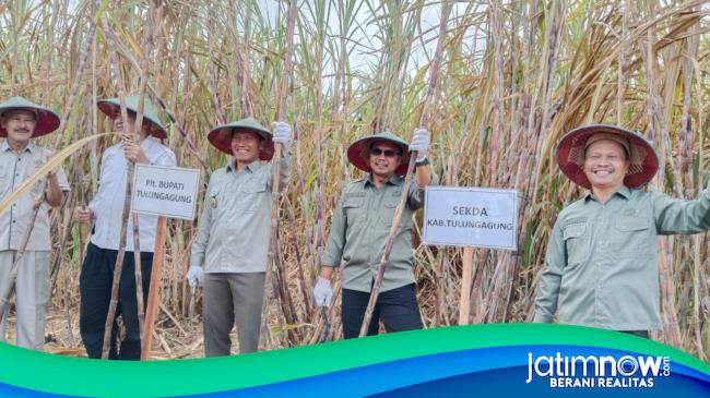 Panen Perdana Tebu Program Bongkar Ratoon, Ini Harapan Plt Bupati Tulungagung