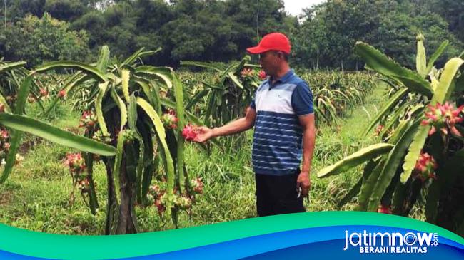 Harga Buah Naga Di Blitar Anjlok Petani Pasrah