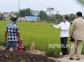Presiden Joko Widodo didampingi Menteri Pertahanan Prabowo Subianto meninjau lahan Food Estate atau lumbung pangan (Foto: ANTARA/Hafidz Mubarak A) 