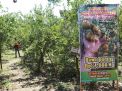Wisata petik jeruk di Slahung Ponorogo