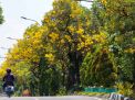 Bunga Tabebuya Kembali Bermekaran, Percantik Kota Surabaya di Hari Lebaran