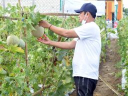 Terapkan Urban Farming, Petani Milenial Lamongan Panen Melon Bareng Bupati