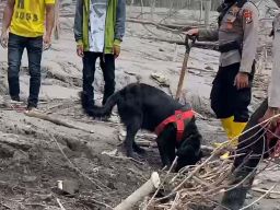 Proses pencarian korban erupsi Gunung Semeru menggunakan anjing K-9 milik Ditsamapta Polda Jatim (Foto-foto: Dok. Polda Jatim)
