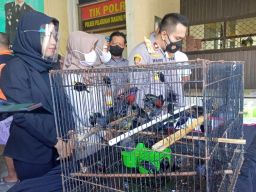Burung dilindungi yang berhasil diamankan Polres Tanjung Perak. (Foto: Zain Ahmad/jatimnow.com)