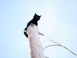 Kucing Terjebak di Tiang Listrik Setinggi 11 Meter Diselamatkan Damkar
