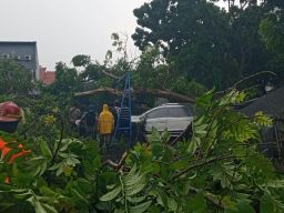 Pohon Tumbang di Embong Kaliasin Surabaya timpa mobil parkir. (Foto: Info Kedaruratan 112/jatimnow.com)