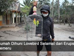 Video: Masya Allah, Rumah Dihuni Lovebird ini Selamat dari Erupsi Semeru