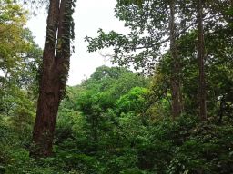 Foto: Hutan di Gunung Selongkal (Dok. pribadi penulis)