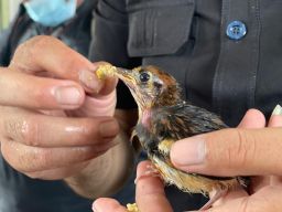 Penyelundupan Ribuan Burung Dilindungi dari Kalteng Digagalkan di Lamongan