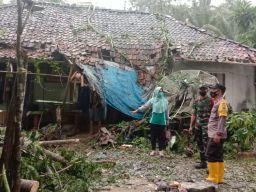 Rumah di Ponorogo Tertimpa Pohon Trembesi Tumbang, Warga Diimbau Waspada