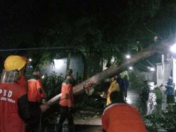 Anggota BPBD Kota Probolinggo mengevakuasi pohon tumbang yang menimpa rumah warga
