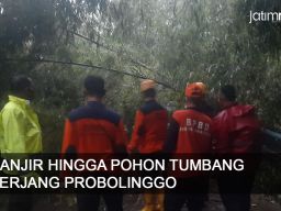 Video: Banjir hingga Pohon Tumbang Terjang Probolinggo