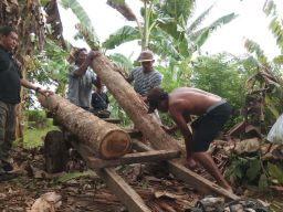 Belasan Batang Kayu Jati Tak Bertuan Ditemukan di Siliragung, Banyuwangi