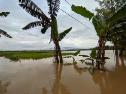 Terendam Banjir, 220 Hektare Sawah di Ponorogo Terancam Gagal Panen