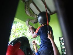 Ular Sanca 4 Meter Ditemukan di Plafon Rumah Warga Jombang