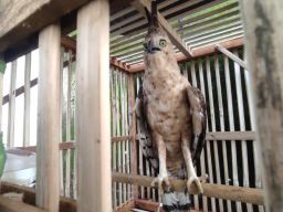 Burung Elang Jawa yang diserahkan ke BBKSDA.(Foto: Nor for jatimnow.com)