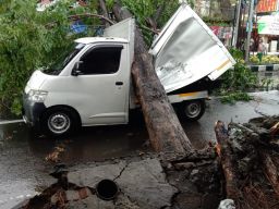 Pohon tumbang yang mengenai kendaraan bermotor di beberapa titik di Sidoarjo (Foto: Relawan Pramuka Sidoarjo for jatimnow.com)