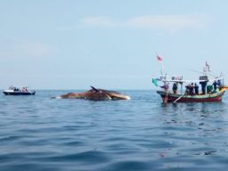 Bangkai paus bungkuk yang terapung di perairan Camplong, Sampang. (Foto: Fathor Rohman/jatimnow.com)