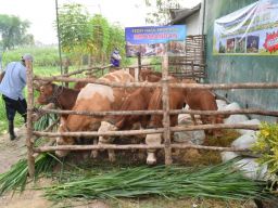 Salah sapi ternak milik kelompok Tani Ternak di Lamongan. (Foto : Prokopim Kabupaten Lamongan for jatimnow.com)