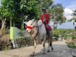 Cak Sudir saat berkeliling dengan sapi tunggang kesayangannya. (Foto: Achmad Supriyadi/jatimnow.com)