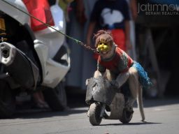 Monyet sedang menaiki sepeda mainan berbentuk motor sport. (Foto-foto: Sahlul Fahmi/jatimnow.com)