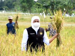 Gubernur Khofifah saat panen raya dua varietas padi unggulan di Kabupaten Malang. (Foto: Pemprov Jatim/jatimnow.com)