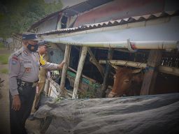 Bhabinkamtibmas Polres Lamongan saat meninjau kondisi sapi milik peternak di salah satu desa. (Foto: Humas Polres Lamongan for jatimnow.com)