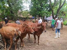 Pemerintah perketat masuknya hewan ternak sapi dari luar Sampang sejak sepekan terakhir.(Foto: Fathor Rahman)