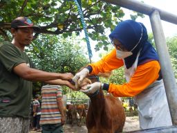 DKPP Kabupaten Kediri melakukan pengecekan di pasar hewan.(Foto: Humas Pemkab Kediri/Jatimnow.com)