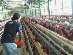 Peternak Ayam di Kota Batu Berharap Pemerintah Melek Peredaran Telur Infertil