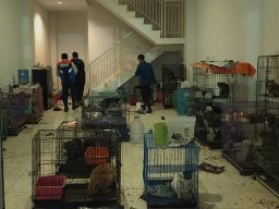 135 Kucing Ditelantarkan di Surabaya, Siapa Nih yang Mau Adopsi?