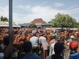 Suasana pasar sapi di Kabuh, Jombang yang masih ramai dan berjalan normal. (Foto: Elok Aprianto/jatimnow.com)