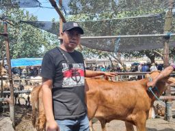 Tak Terdampak PMK, Penjualan Pedagang Sapi di Malang Justru Meroket