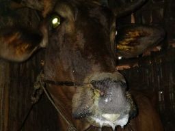Ilustrasi. Kondisi sapi yang terkena PMK. (Foto: Dok. jatimnow.com)