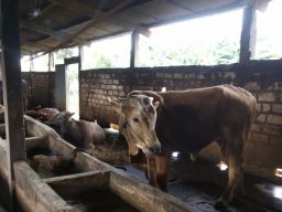 Peternakan sapi di Lamongan. (Foto: Dok. Adyad Ammy Iffansah/jatimnow.com)